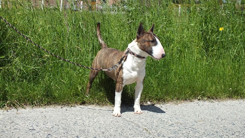 Publication : Du mas des rêves Auteur : mas des reves