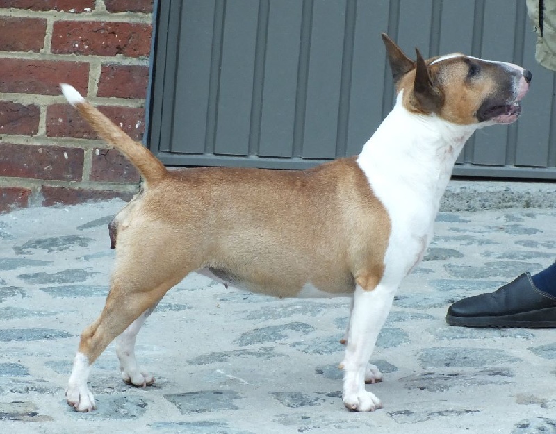 Publication : Du mas des rêves Auteur : mas des reves