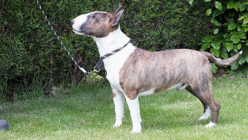 Publication : Du mas des rêves Auteur : mas des reves