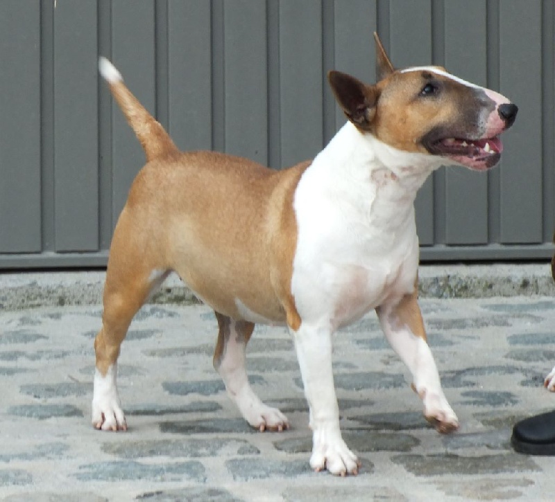 Publication : Du mas des rêves Auteur : mas des reves