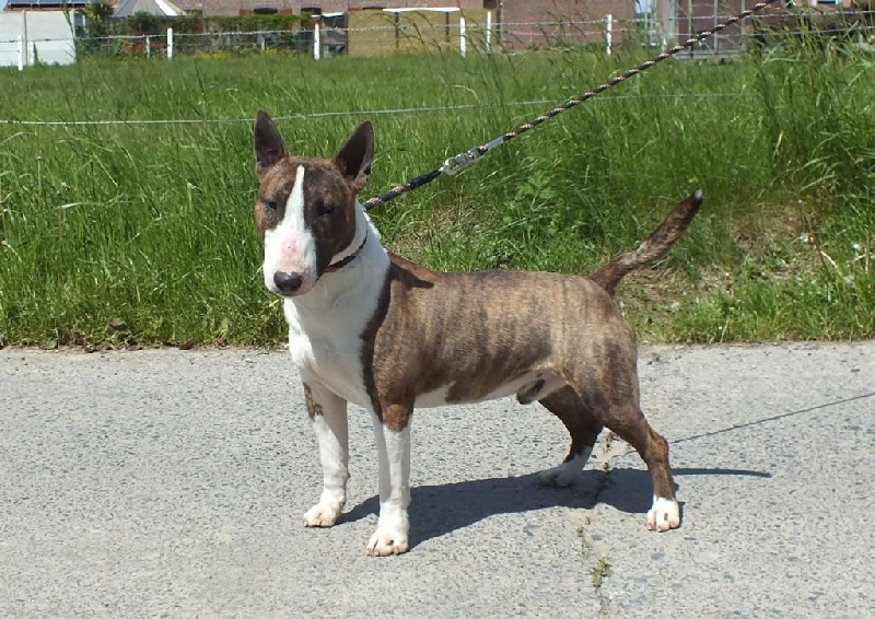 Publication : Du mas des rêves Auteur : mas des reves