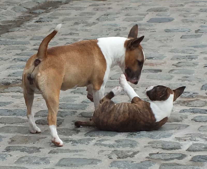 Publication : Du mas des rêves Auteur : mas des reves