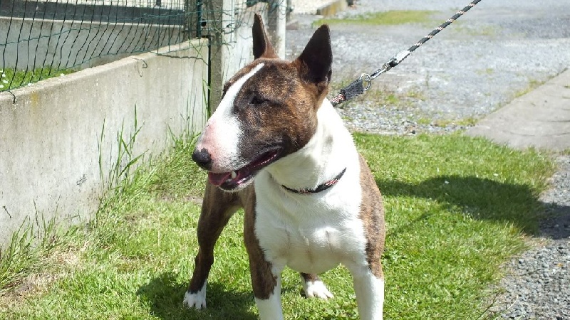 Publication : Du mas des rêves Auteur : mas des reves