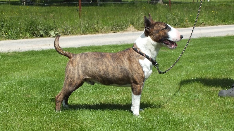 Publication : Du mas des rêves Auteur : mas des reves