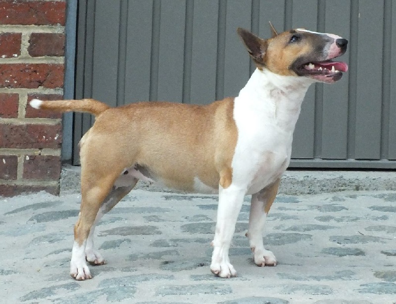 Publication : Du mas des rêves Auteur : mas des reves