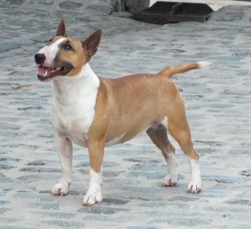 Publication : Du mas des rêves Auteur : mas des reves