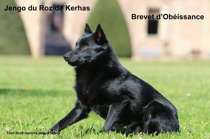 Jengo Du roz de kerhas - Brevet d'Obéissance