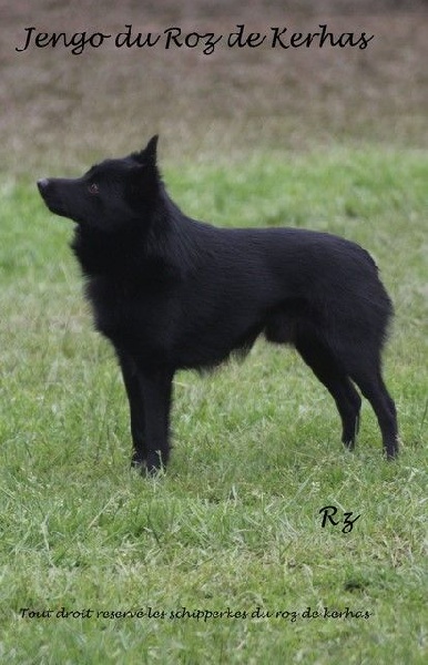 Jengo Du roz de kerhas - 2ieme excellent CIM