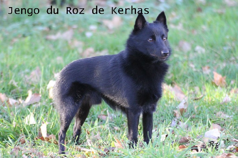 Jengo Du roz de kerhas - 3ieme excellent CIM