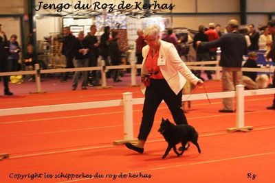 Jengo Du roz de kerhas - 1er excellent Classe Jeune Male