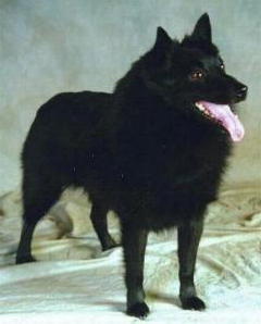 CH. Major Du roz de kerhas - Champion de France~Meilleur de la race