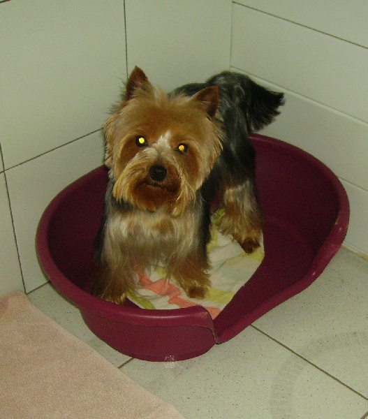 Publication : Des alexanies