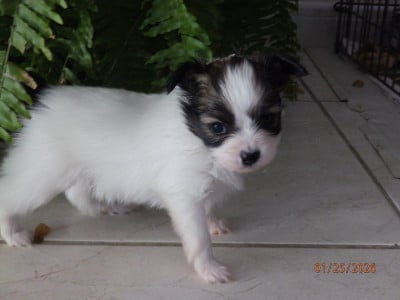 Les chiots de Epagneul nain Continental (Papillon)
