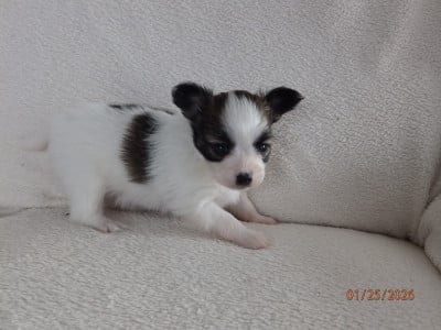 Les chiots de Epagneul nain Continental (Papillon)