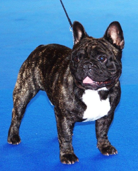 CH. Gaspard duc du du Golden Child - CAC CACIB