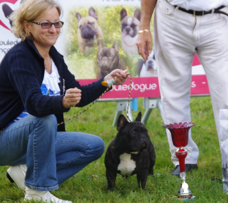 CH. Gaspard duc du du Golden Child - BOB