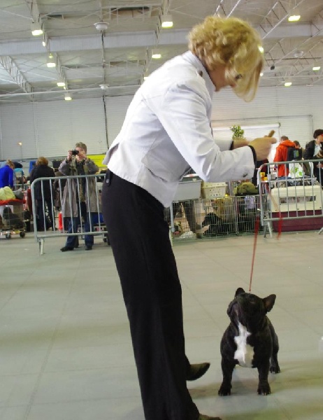 CH. Gaspard duc du du Golden Child - MEILLEUR JEUNE