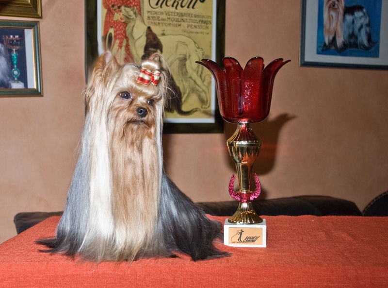 CH. International clayton de la Pam'Pommeraie - 1er EXCELLENT - CACS/CACIB/BOB