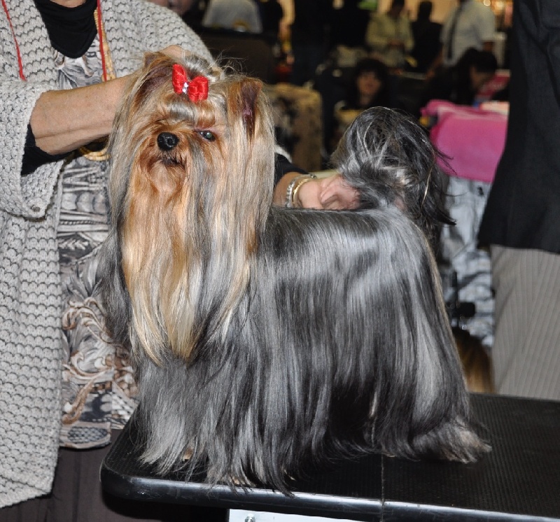 CH. I'm easy boy Du clos de la belle heloise - 1er EXCELLENT CAC/RCACIB