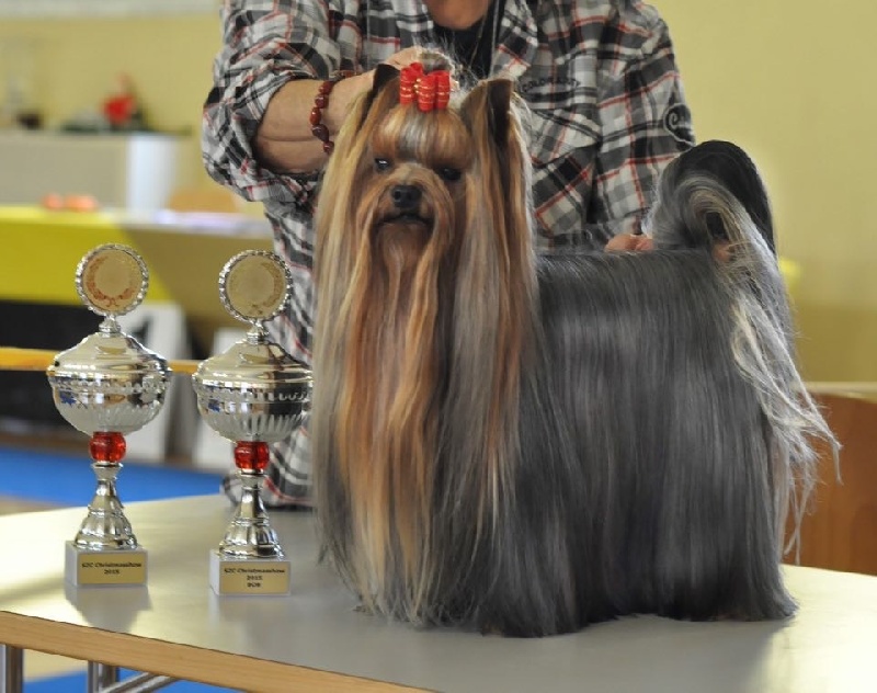 CH. I'm easy boy Du clos de la belle heloise - 2e Excellent RCAC