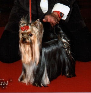 CH. Internationale griotte Du clos de la belle heloise - 1er EXCELLENT - CAC/CACIB/BOB/VDH