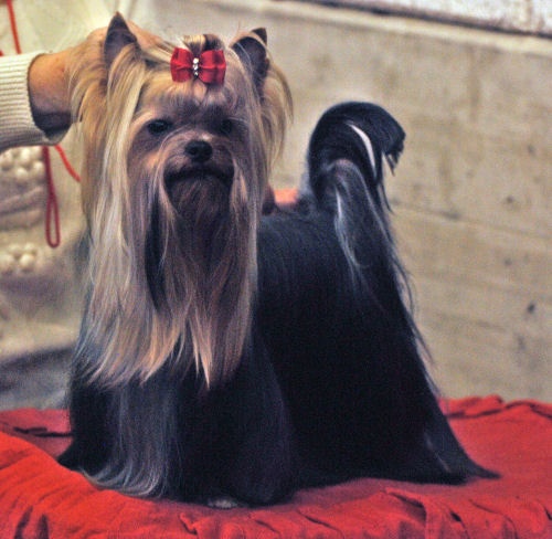 CH. International clayton de la Pam'Pommeraie - 2e Excellent