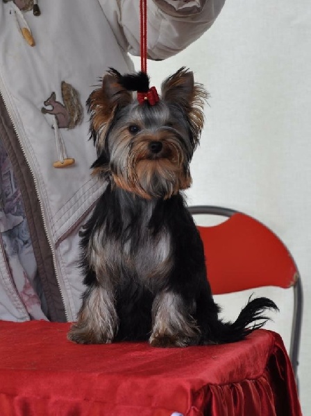 Luna-esméralda Du clos de la belle heloise - 1er Très Prometteur - Meilleur Puppy