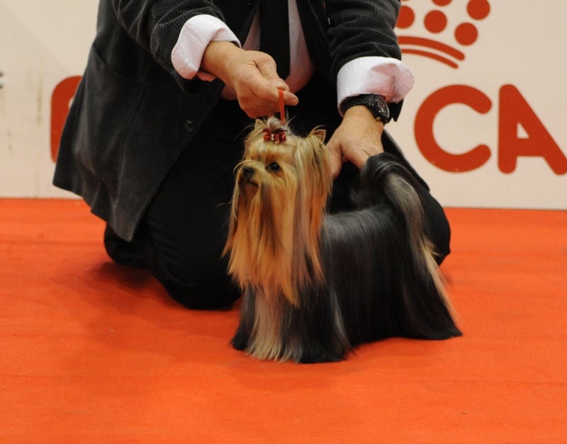 CH. Internationale griotte Du clos de la belle heloise - 1er EXCELLENT RCAC