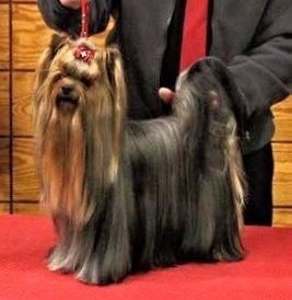 CH. I'm easy boy Du clos de la belle heloise - 1er EXCELLENT RCAC