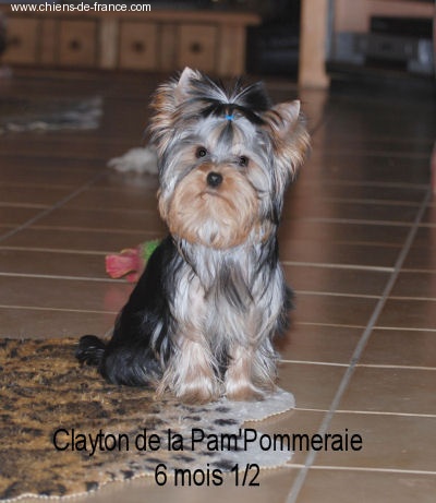 CH. International clayton de la Pam'Pommeraie - TRES PROMETTEUR