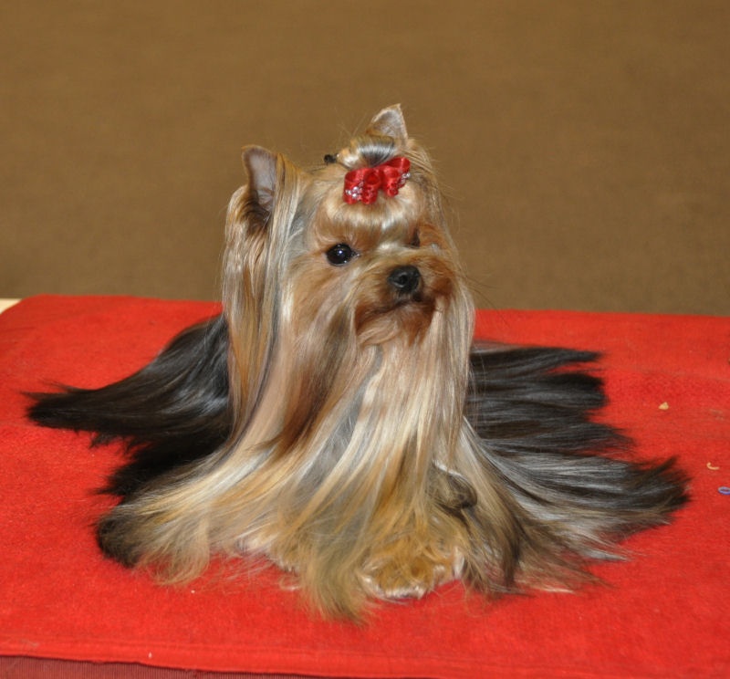 CH. Internationale griotte Du clos de la belle heloise - 1er EXCELLENT CAC/RCACIB