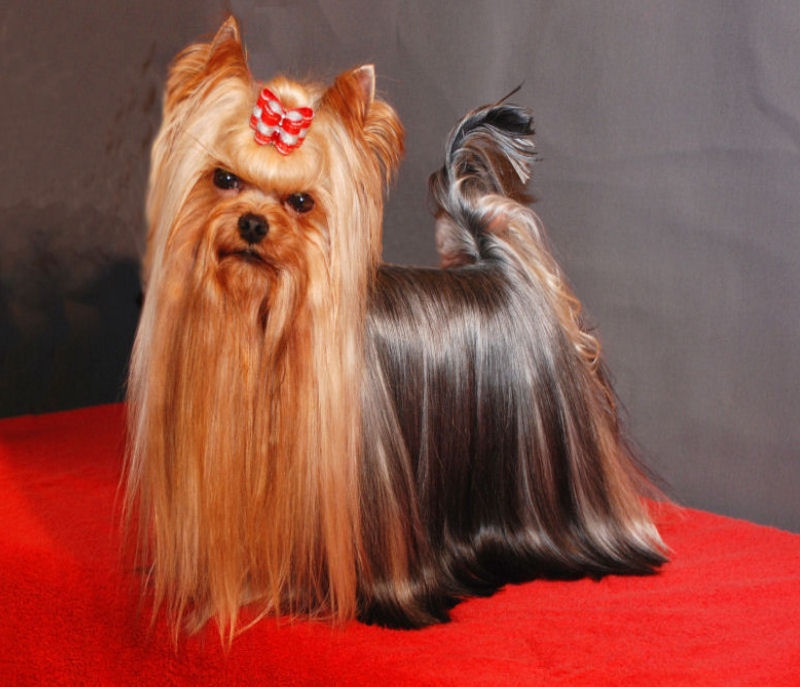 CH. International clayton de la Pam'Pommeraie - 1er EXCELLENT-CAC/RCACIB Homologuable