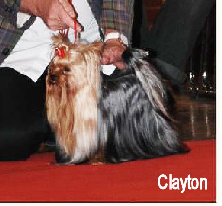 CH. International clayton de la Pam'Pommeraie - 1er EXCELLENT CACS/RCACIB