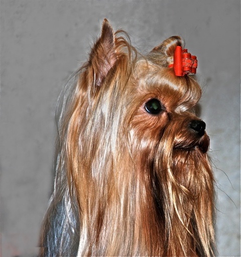 CH. International clayton de la Pam'Pommeraie - 2e Excellent - RCAC