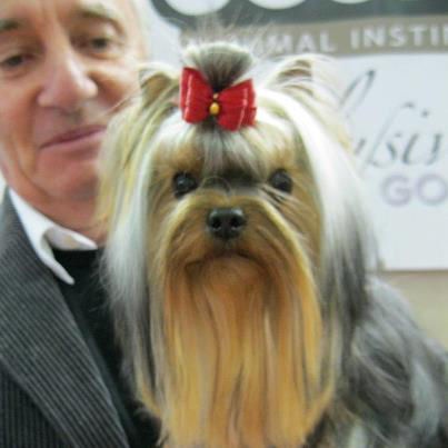 CH. Internationale griotte Du clos de la belle heloise - 1er EXCELLENT - Meilleur Jeune - 3e du Groupe sur le ring d'honneur