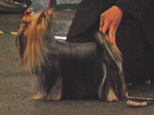 CH. International clayton de la Pam'Pommeraie - 2e Excellent