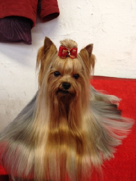 CH. International clayton de la Pam'Pommeraie - 1er Excellent CAC/CACIB/BOS