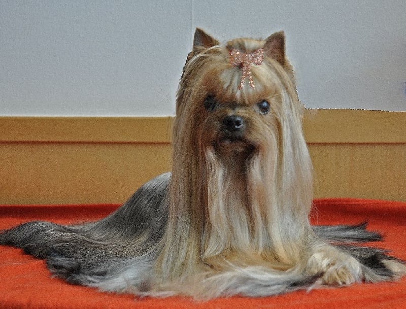 CH. Internationale griotte Du clos de la belle heloise - 2e Excellent RCAC/RCACIB