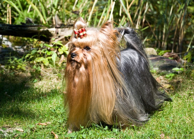 CH. International clayton de la Pam'Pommeraie - 1er Excellent RCACIB/CAC