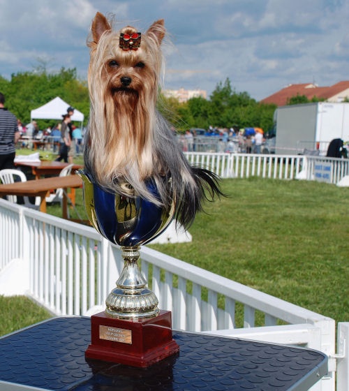 CH. International clayton de la Pam'Pommeraie - 1er Excellent CACS/BOB/BOG