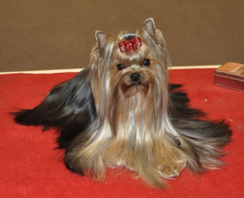 CH. Internationale griotte Du clos de la belle heloise - 1er EXCELLENT