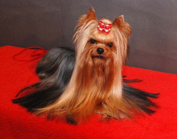 CH. International clayton de la Pam'Pommeraie - 2e Excellent RCAC/RCACIB