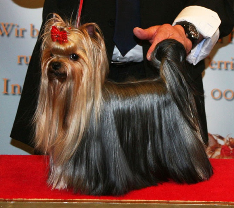 CH. Internationale griotte Du clos de la belle heloise - 1er Excellent V1 VDH CAC CAC/CC Res