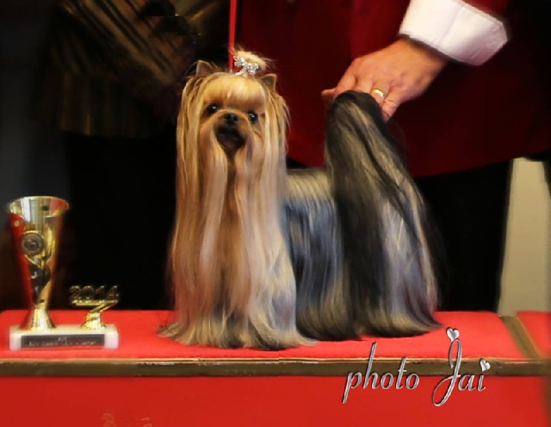 CH. Internationale griotte Du clos de la belle heloise - V 1 CAC/BOS - Champion Allemagne/1.DYC - Champion Allemagne (VDH) - Winner 2014