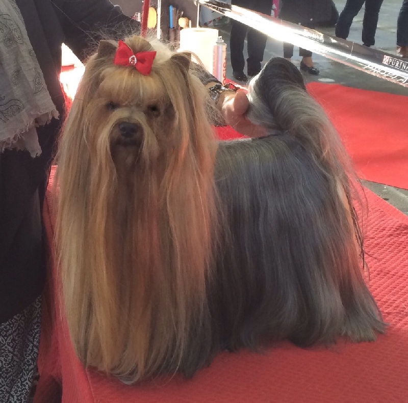 CH. I'm easy boy Du clos de la belle heloise - 1er Excellent