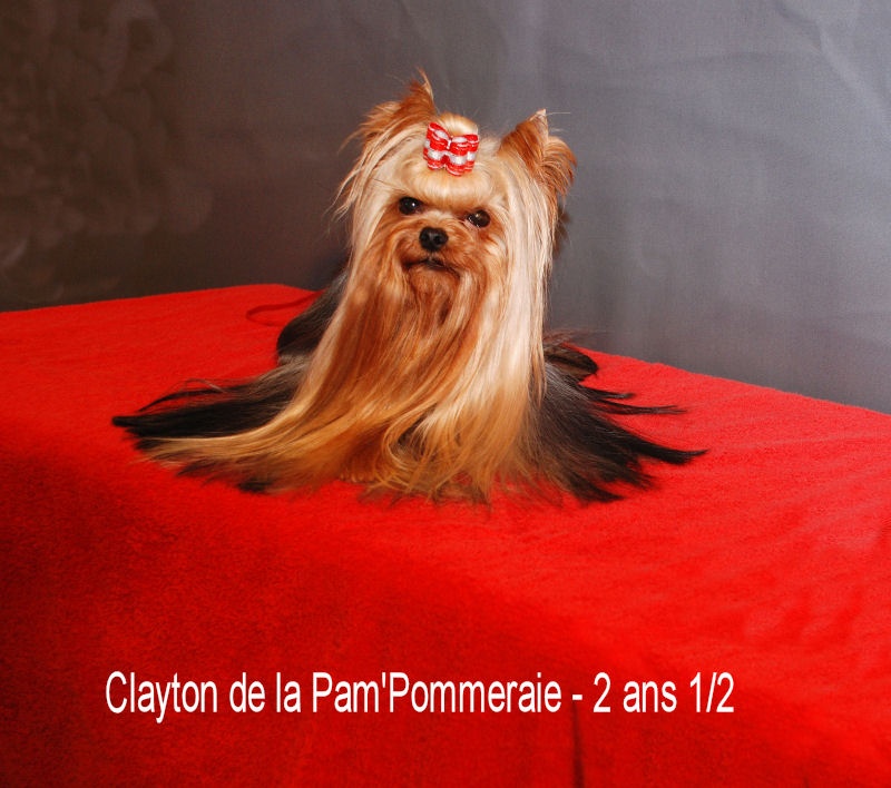 CH. International clayton de la Pam'Pommeraie - 1er EXCELLENT-CAC/RCACIB