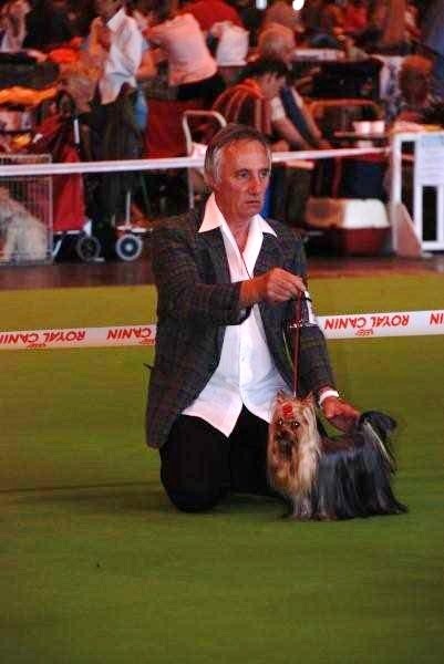 CH. International clayton de la Pam'Pommeraie - 2e Excellent