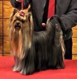 CH. I'm easy boy Du clos de la belle heloise - 2e Excellent