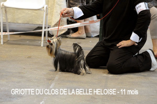 CH. Internationale griotte Du clos de la belle heloise - 4e TB