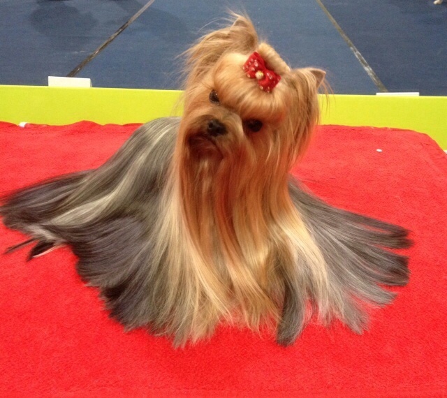 CH. Internationale griotte Du clos de la belle heloise - V2 Res CAC - Res CC - Res VDH